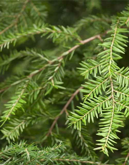 Tsuga canadensis