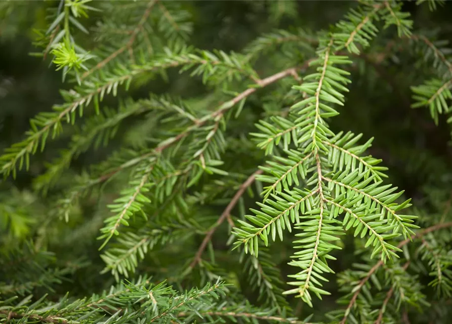 Tsuga canadensis