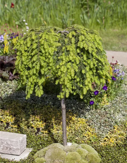 Tsuga canadensis