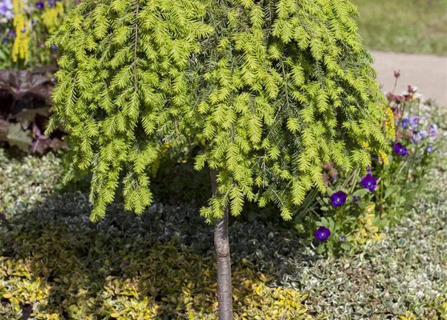 Tsuga canadensis