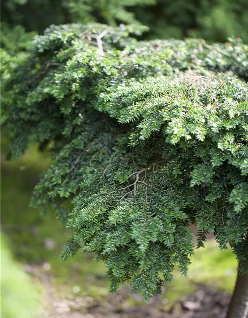 Tsuga canadensis