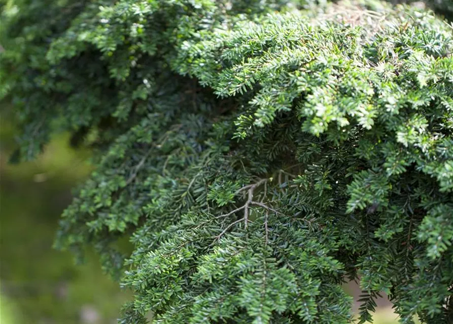 Tsuga canadensis