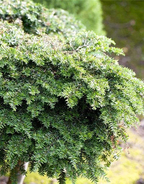 Tsuga canadensis