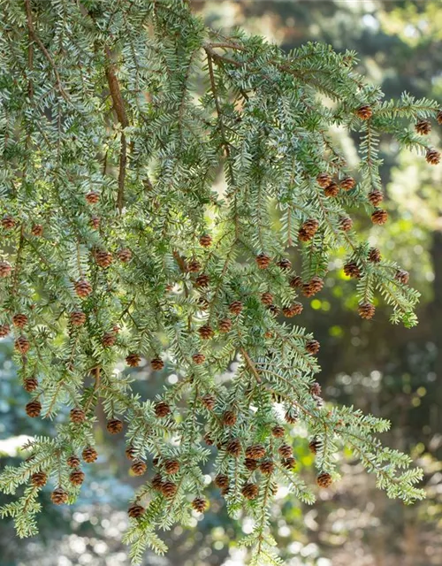 Tsuga canadensis