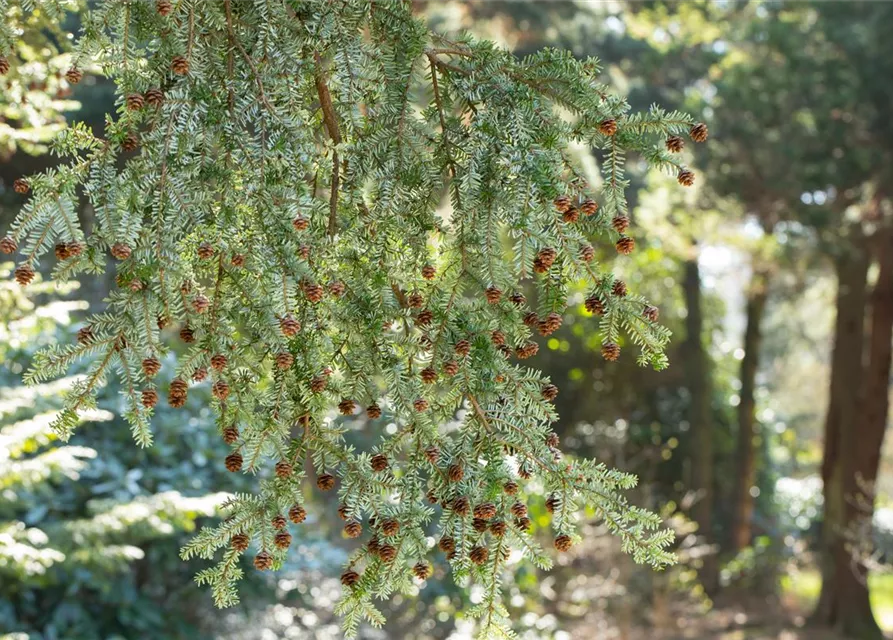 Tsuga canadensis