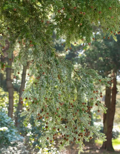 Tsuga canadensis