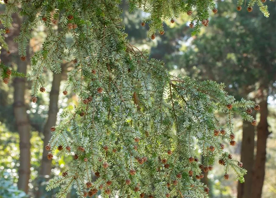 Tsuga canadensis