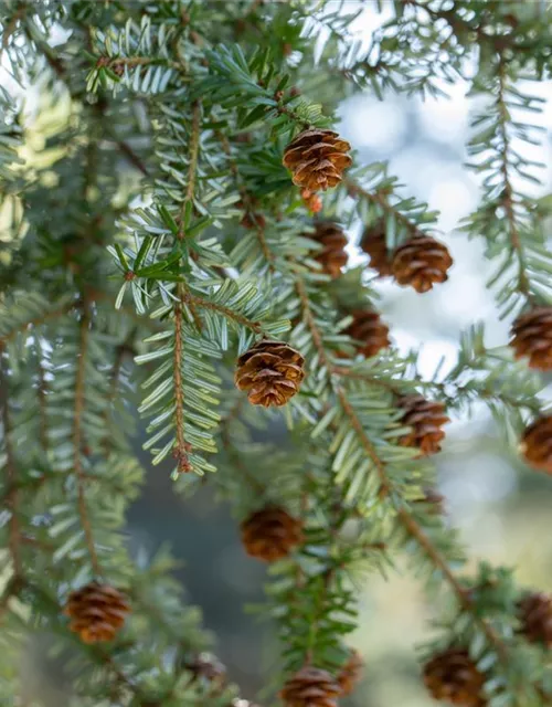 Tsuga canadensis