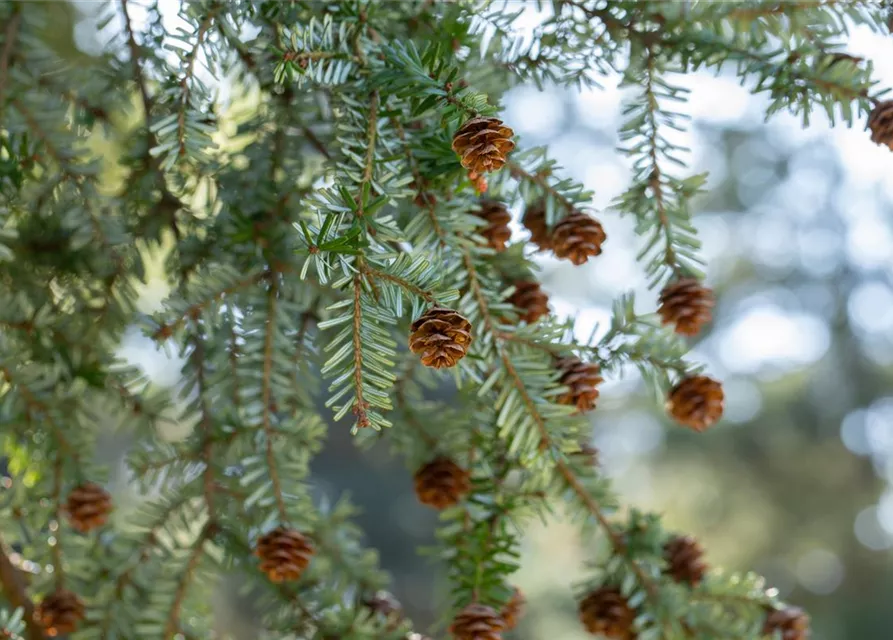 Tsuga canadensis