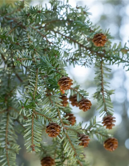 Tsuga canadensis