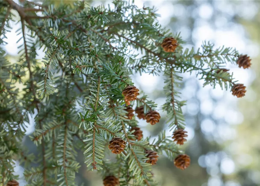 Tsuga canadensis