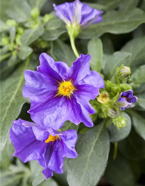 Solanum rantonnetii