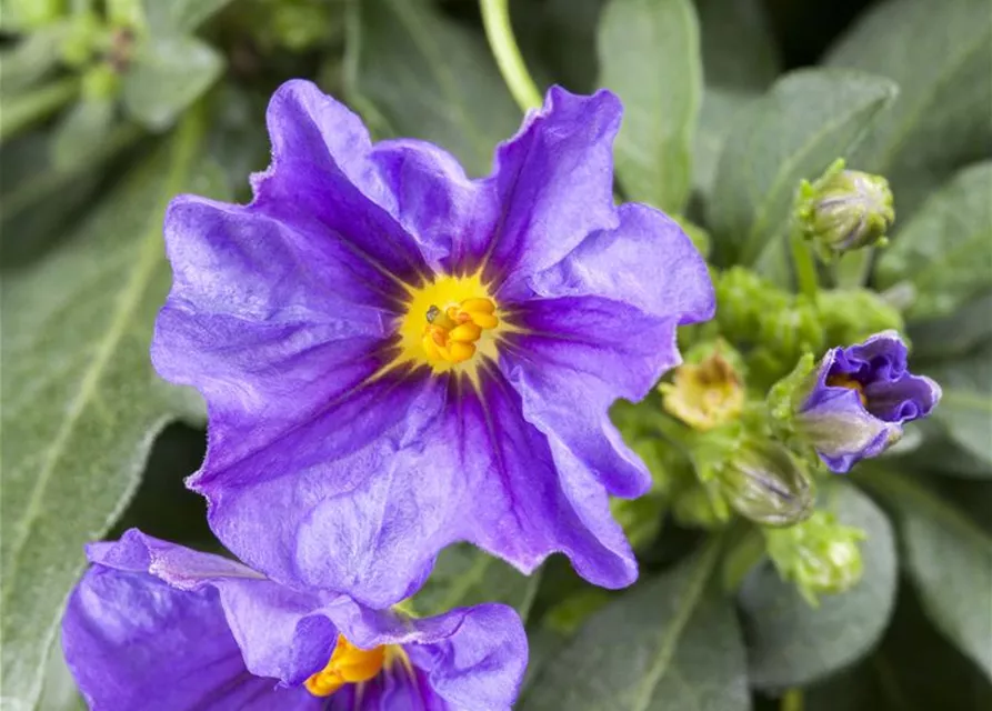 Solanum rantonnetii