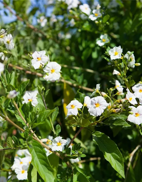 Solanum rantonnetii