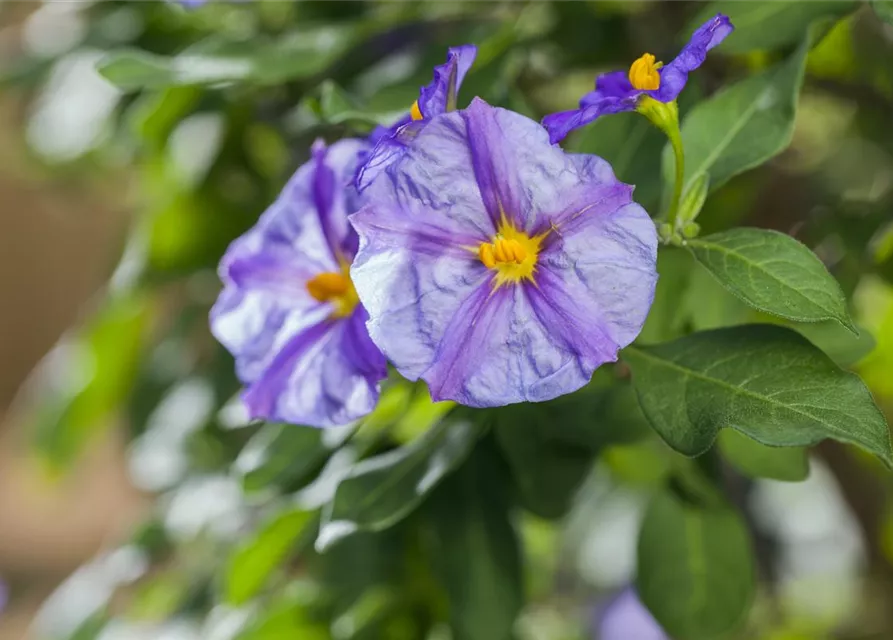 Solanum rantonnetii