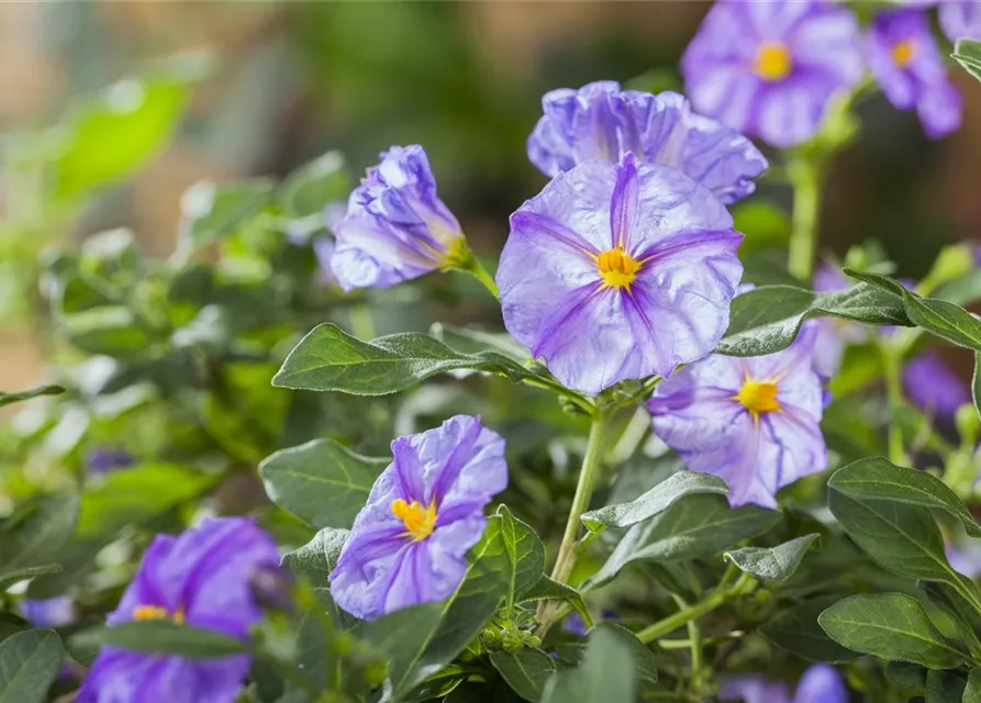 Solanum rantonnetii