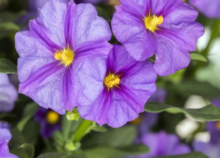 Solanum rantonnetii