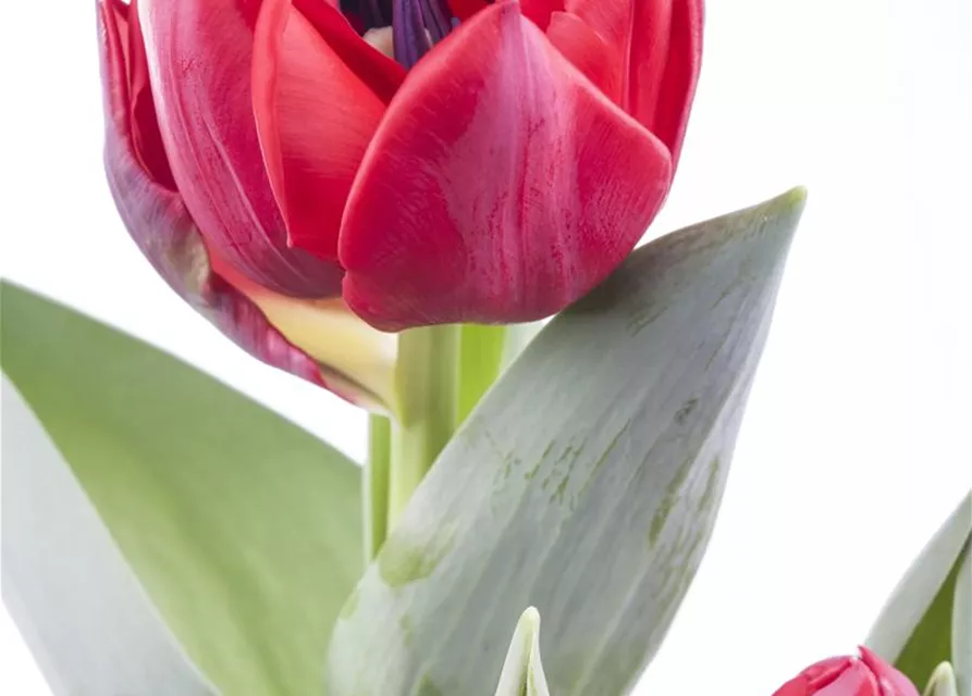 Tulipa