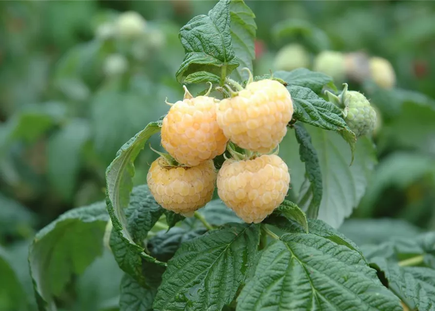 Rubus idaeus, gelb