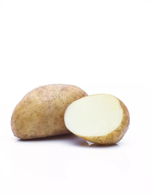 Solanum tuberosum