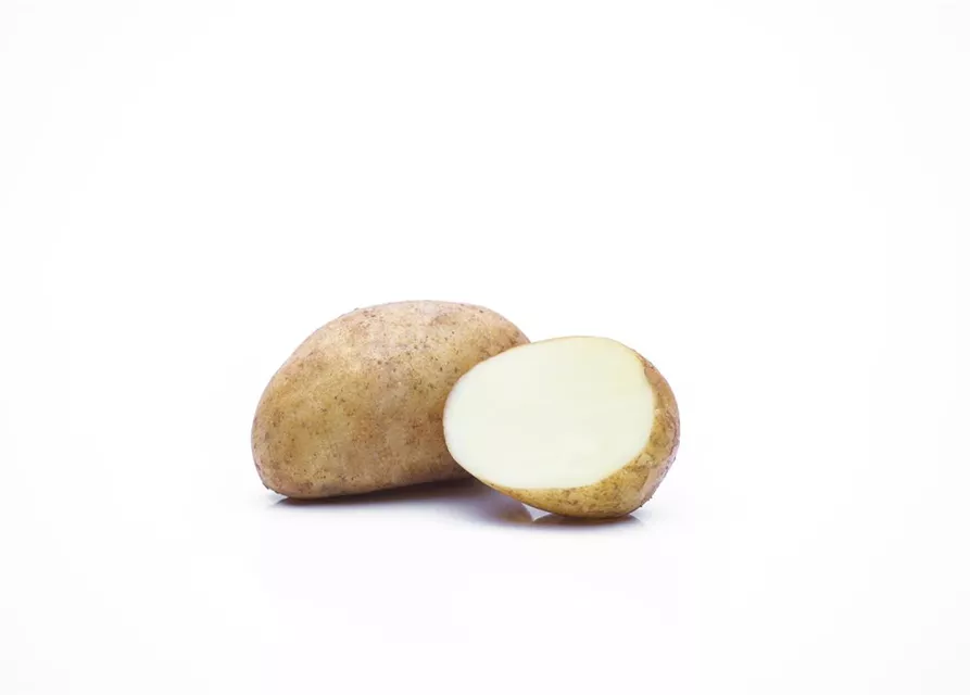 Solanum tuberosum