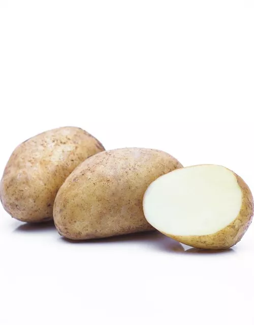 Solanum tuberosum