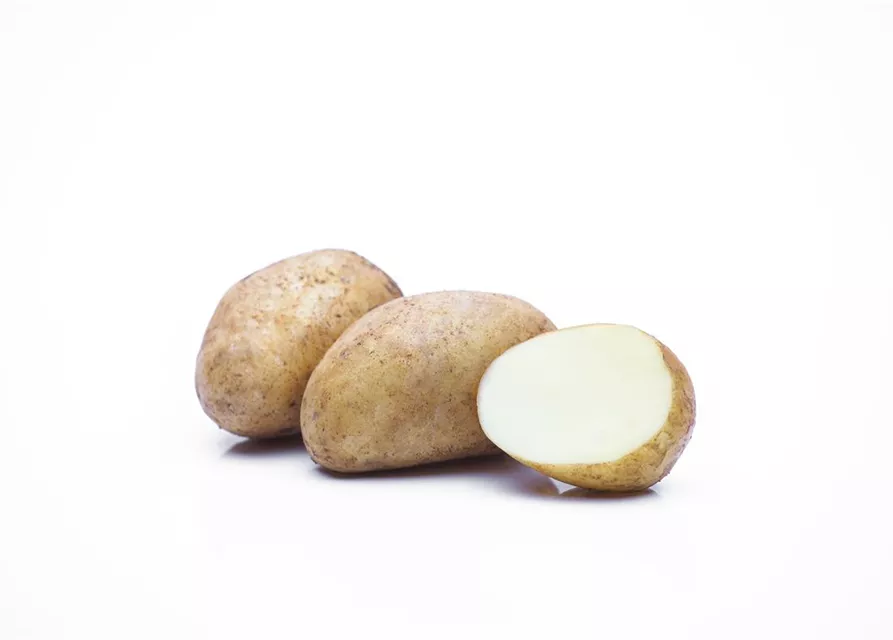 Solanum tuberosum