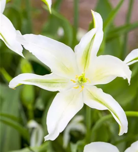 Tulipa botanical