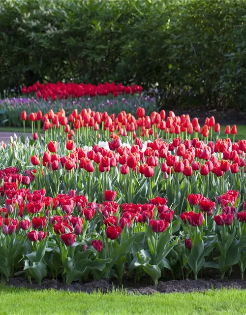 Tulipa Triumph