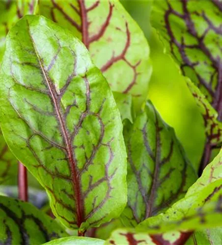 Rumex acetosa