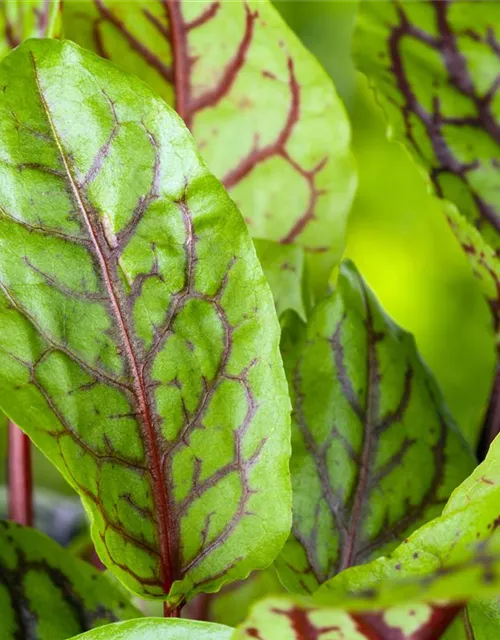 Rumex acetosa