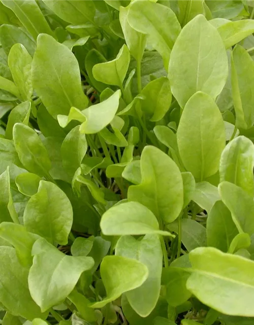 Rumex acetosa