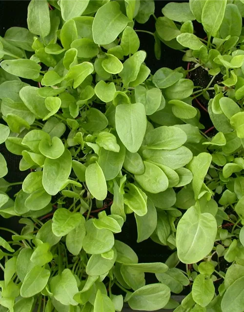 Rumex acetosa