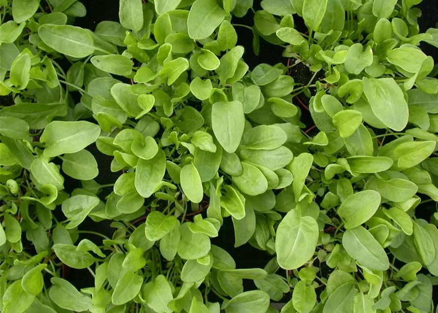 Rumex acetosa