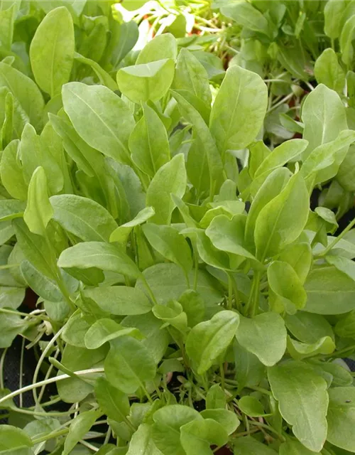 Rumex acetosa