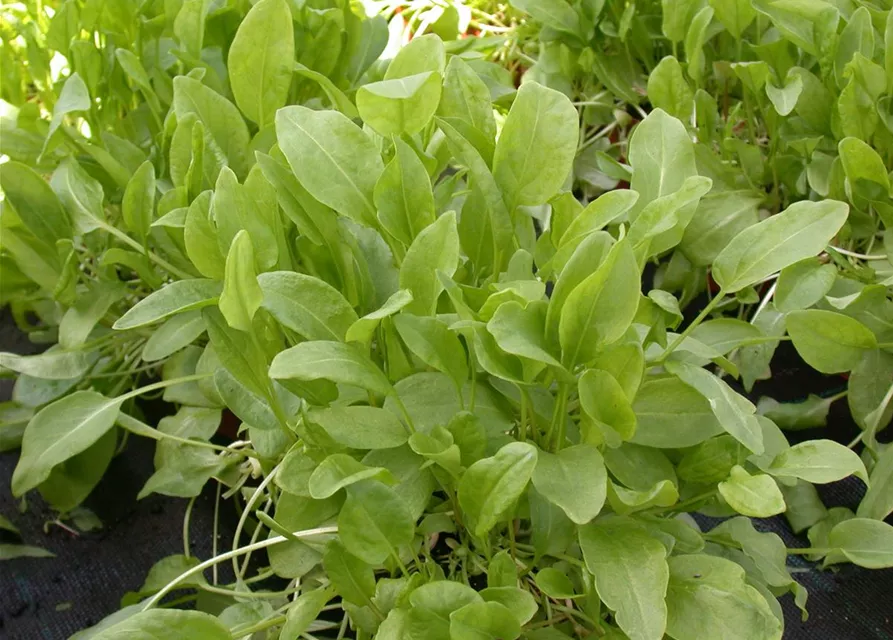 Rumex acetosa