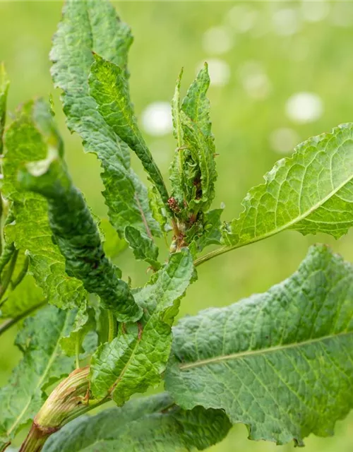 Rumex acetosa