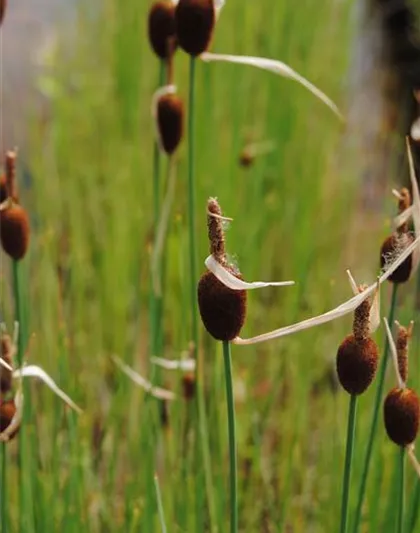 Typha minima