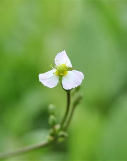 Sagittaria sagittifolia