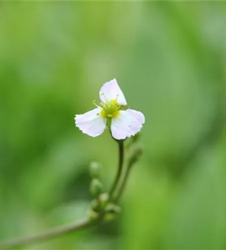 Sagittaria sagittifolia