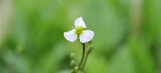 Sagittaria sagittifolia