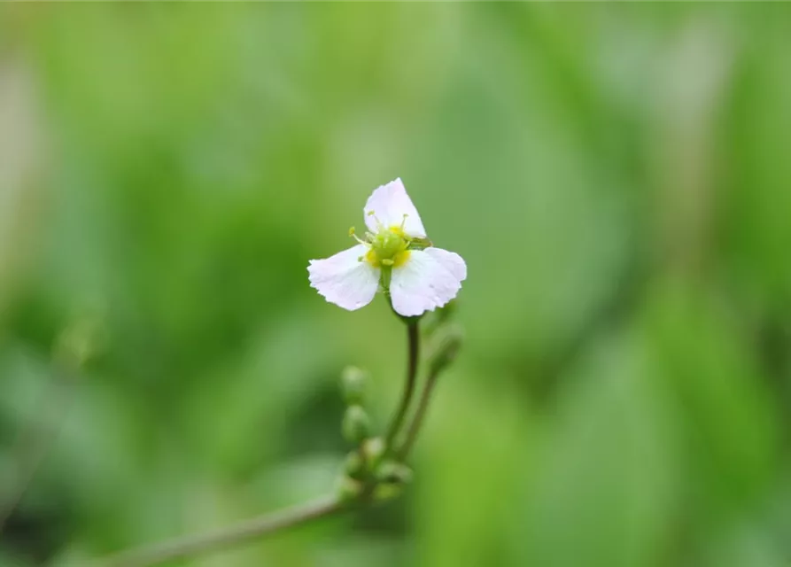 Sagittaria sagittifolia