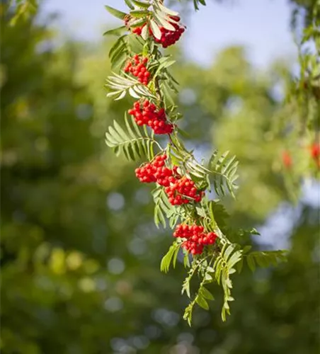 Sorbus aucuparia