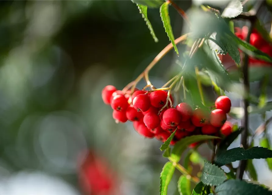 Sorbus aucuparia