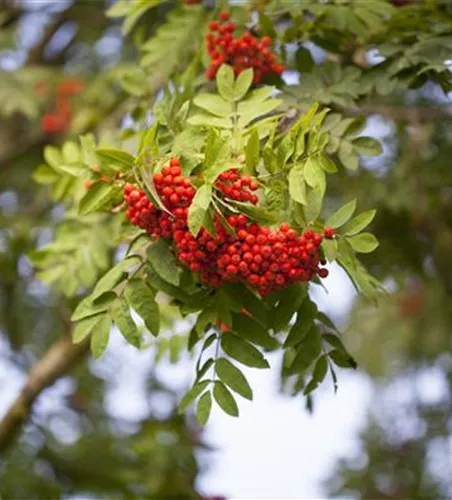 Sorbus aucuparia 'Edulis'