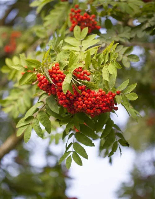 Sorbus aucuparia