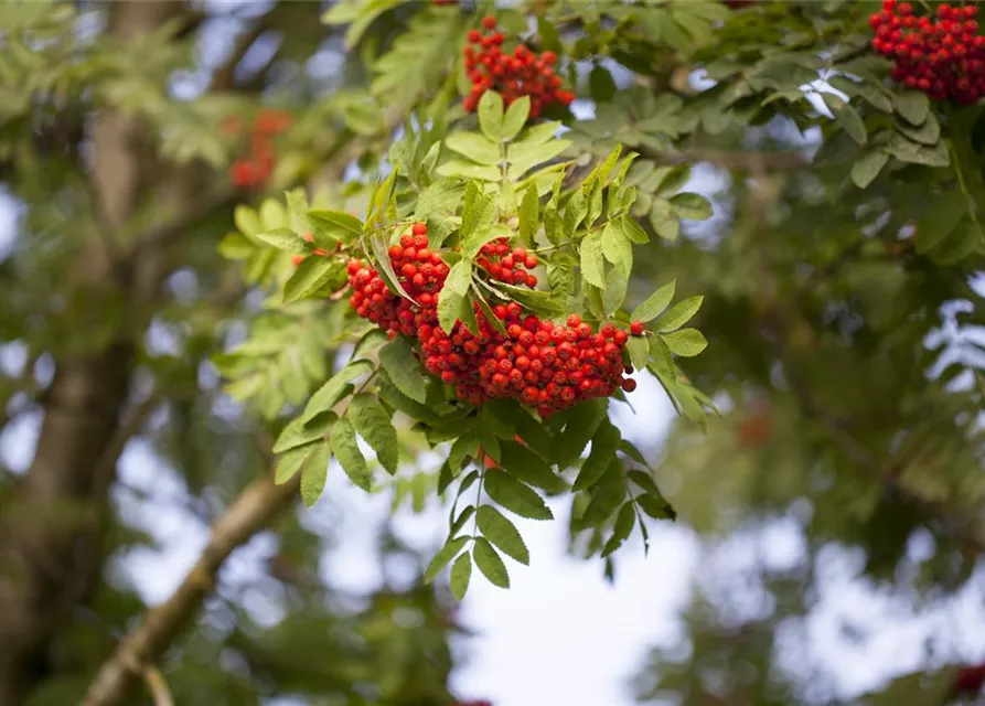 Sorbus aucuparia