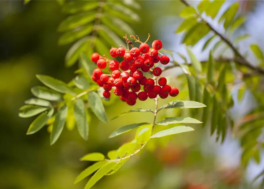 Sorbus aucuparia