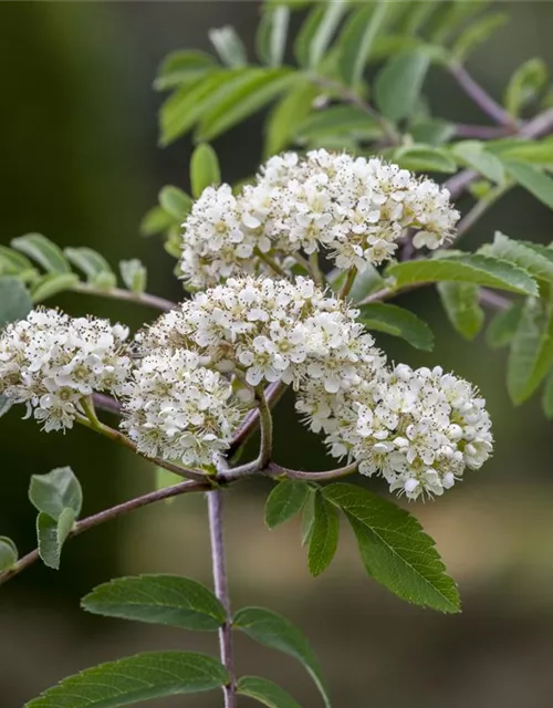 Sorbus aucuparia