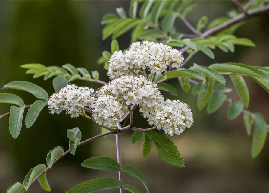 Sorbus aucuparia